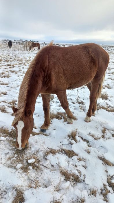 Продам Тая с табуна.