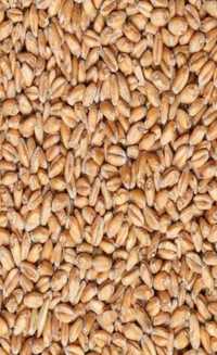 Продам пшеницу мешками