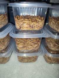 Viermi de făină mealworms, hrana vie pentru păsări, reptile, tarantule