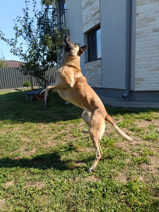 Donez metis Belgian Malinois