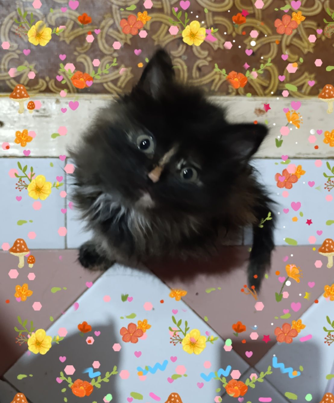 Сибирский котёнок!