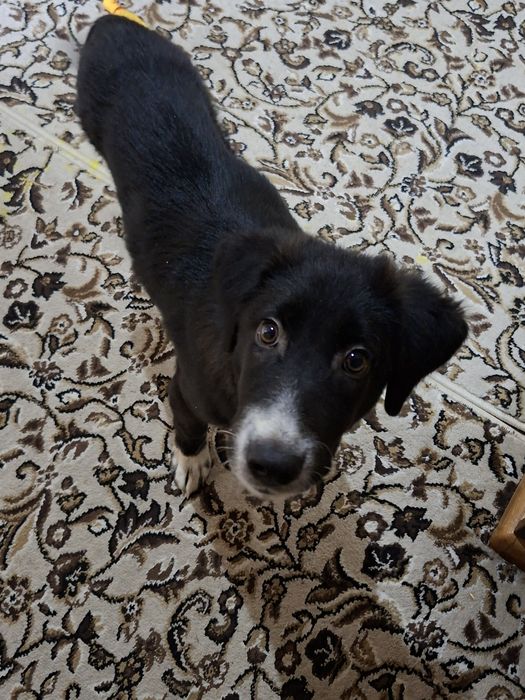 Собачка в добрые руки