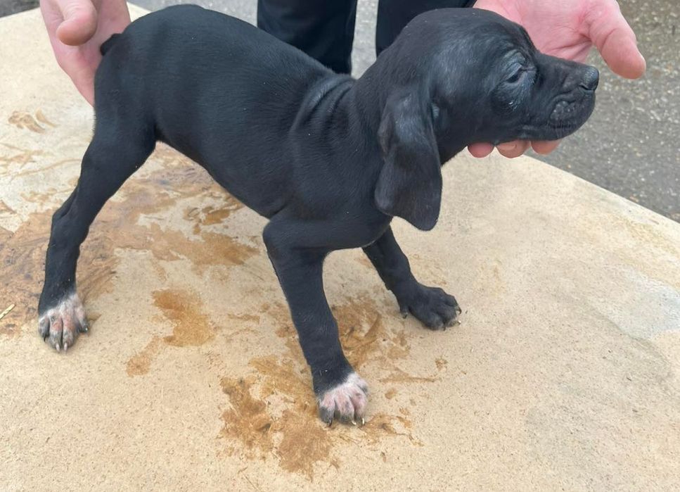 Английски пойнтер/ поинтер / пойнтерчета