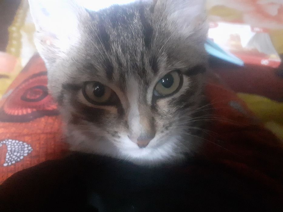 Отдам котенка в добрые руки
