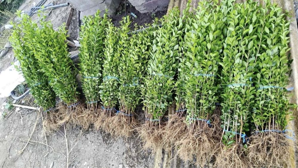 Лигуструм ( Ligustrum Ovalifolium)