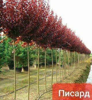 Sifatli sliva pisar bor