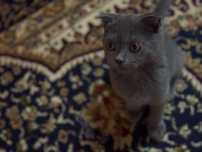 Кошка скотш фолд 4 месяца