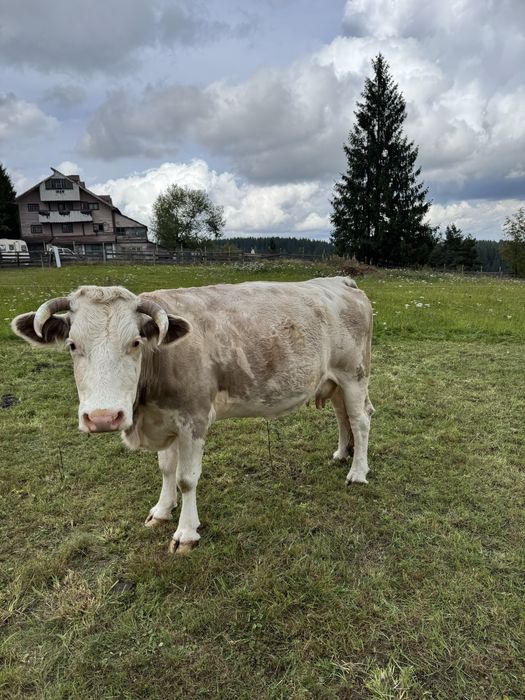 Vaca baltata romaneasca