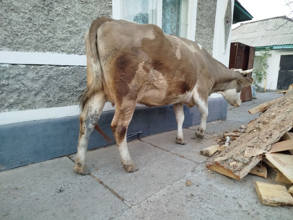 Продам молодую корову