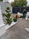 Pon Pon Buxus Plante decorative