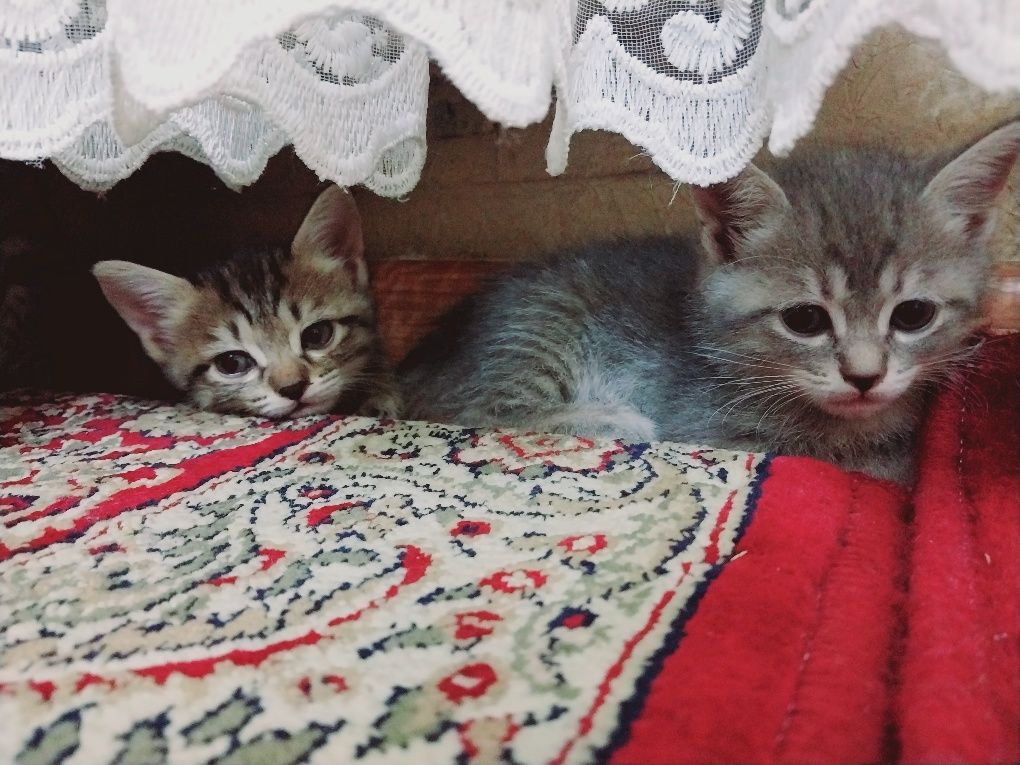 mushuk bolalari 2 oylik
