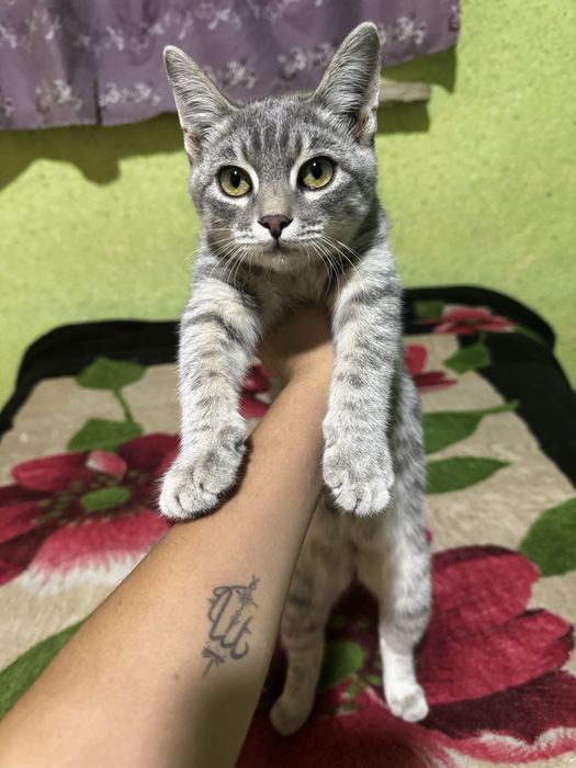 Отдам даром котенка