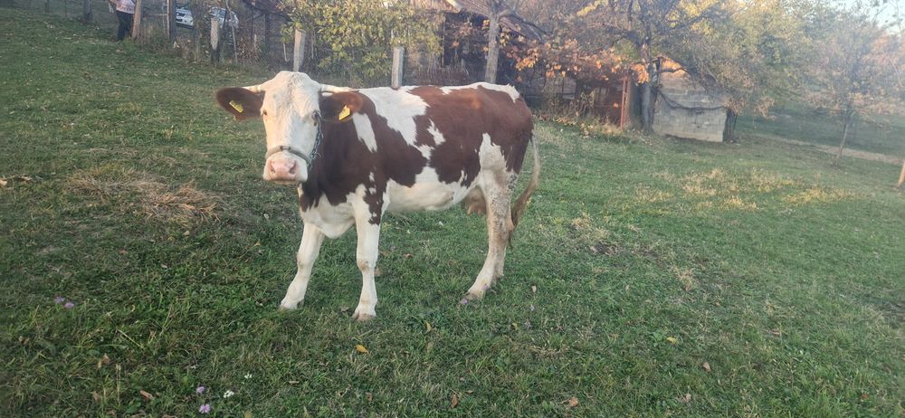 Vând o vaca din cele doua!