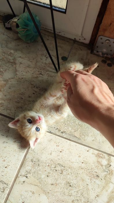 Спешно! Мъжко коте има нужда от дом!