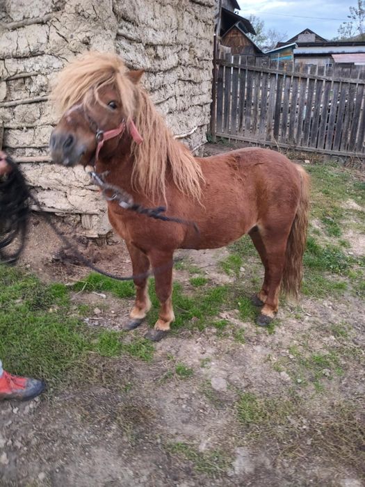 Vând ponei armăsar foarte cuminte