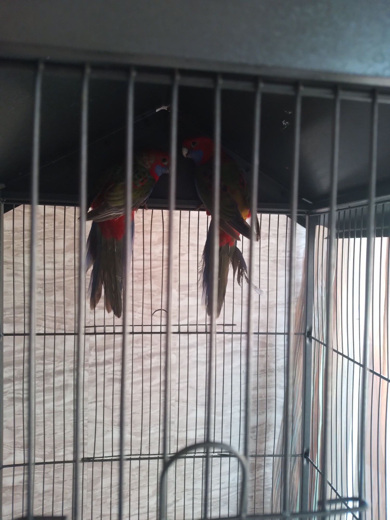 Пенантови розели мъжка и женска с клетка папагали