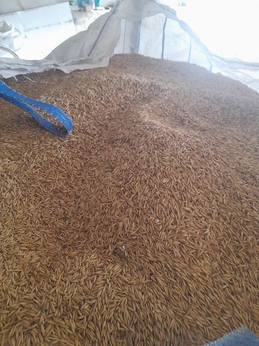 Vând ovaz productie 2025