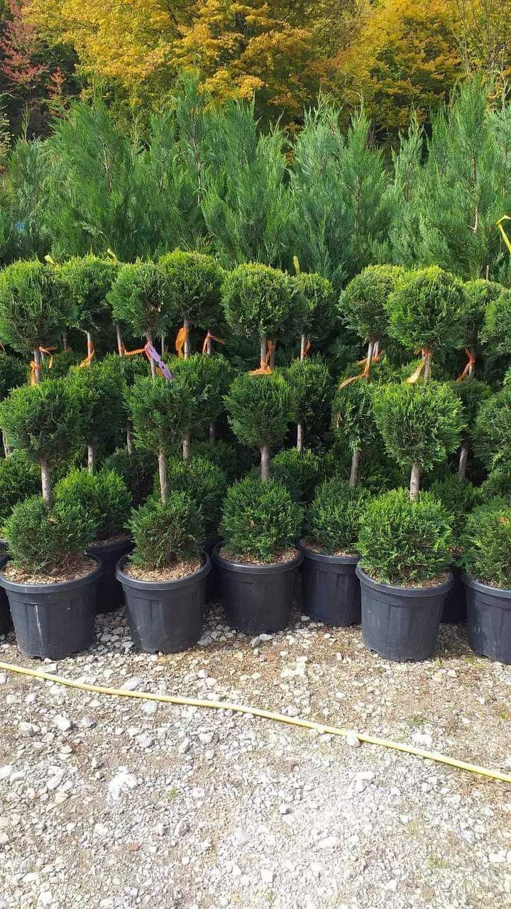 Transformați curtea cu plante ornamentale unice