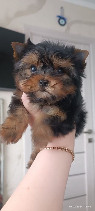 Продам мини щенков йоркширского терьера