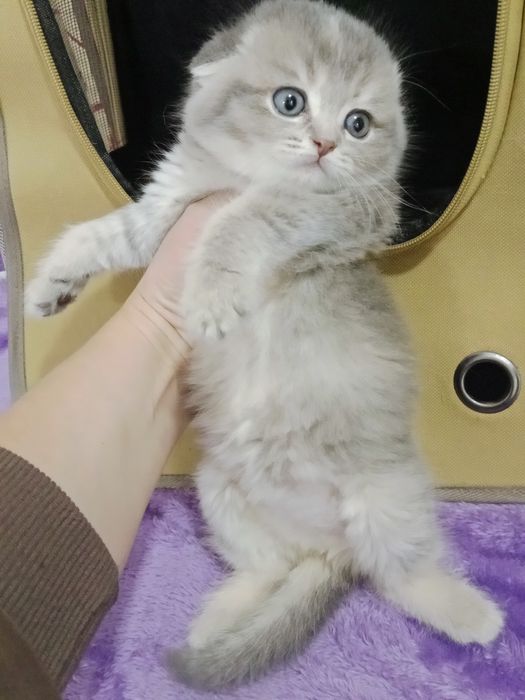 Шладкие котята вислоухие