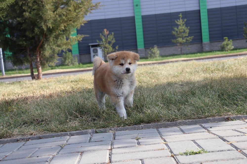 Щенки Японской Акита Ину (Хатико)