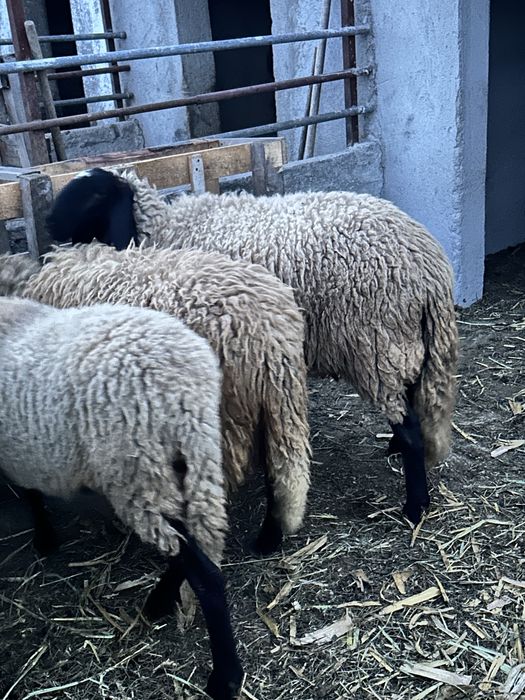 Vand trei miele si un berbec