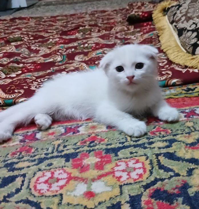 Продам котенка  породистого