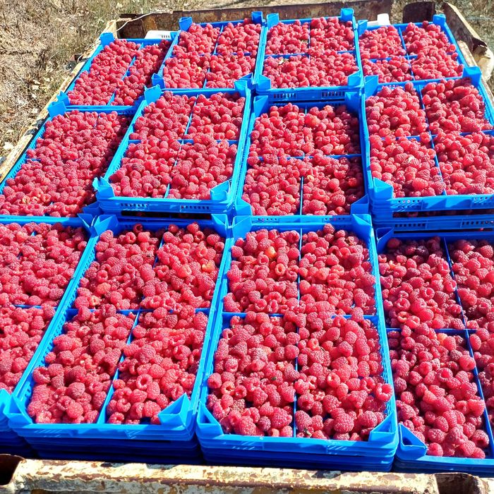 Продавам Разсад Малини Корени