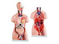 Муляж организма человека анатомическая модель тело человека анатомия
