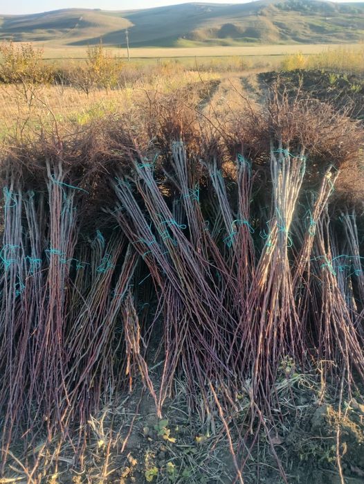 Pomi fructiferi diferite soiuri