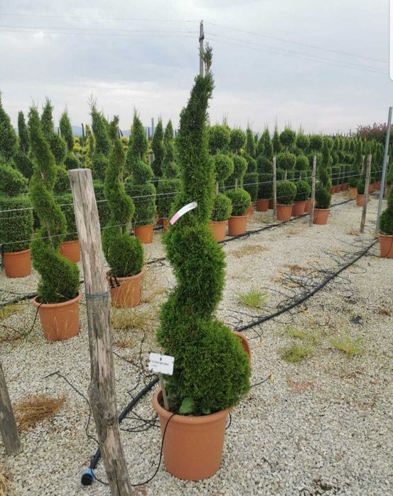 Cupressocyparis leylandii oferta de sezon