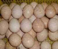 Ouă de curcă rasa de țară pentru incubat