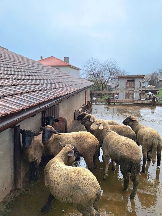 Селскостопански животни