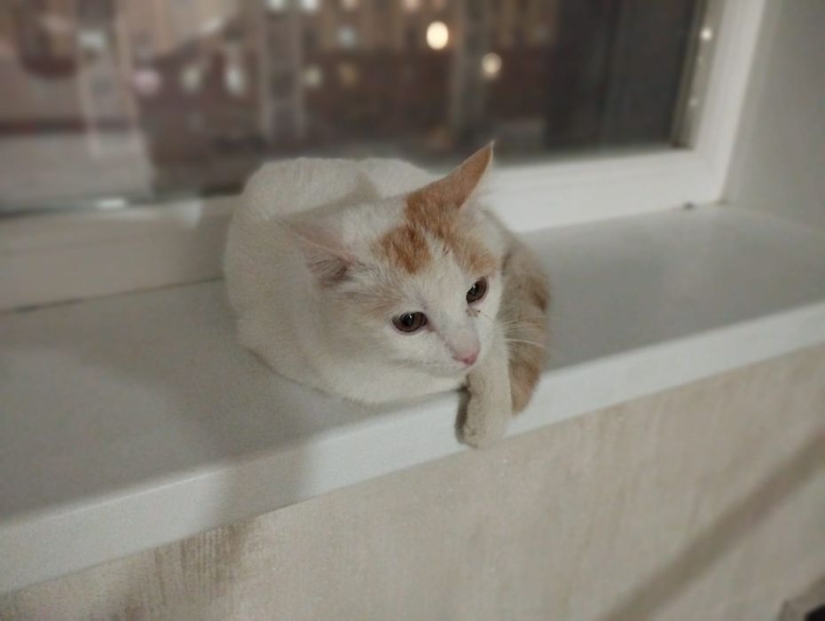 Бесплатно, котика в хорошие руки