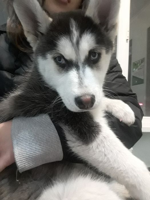 Продам сибийрски хаски