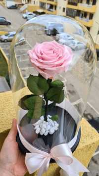 Trandafiri criogenati 30 cm