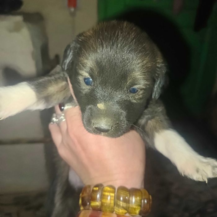 продаются щенки  200 000сум