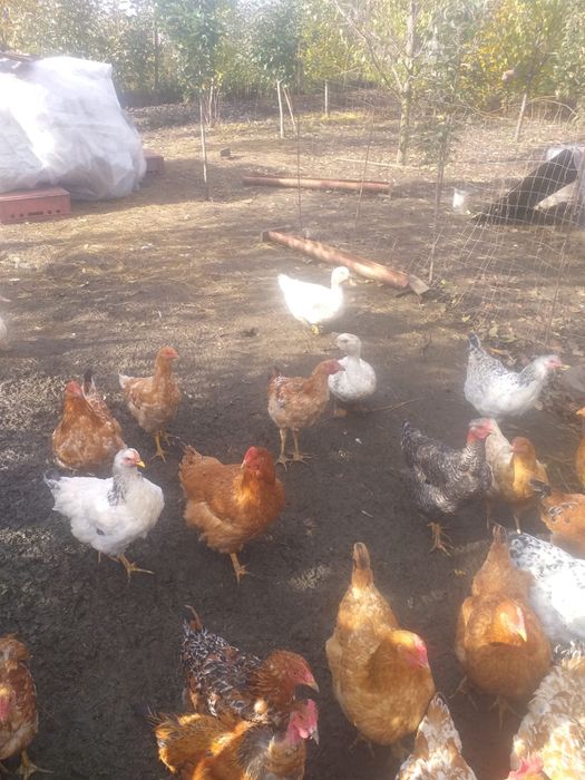 Vand puicute de curte