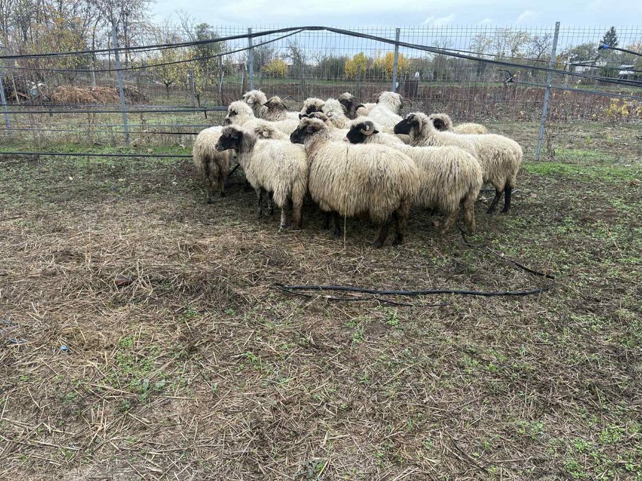 De vanzare 10 oi si 2 berbeci