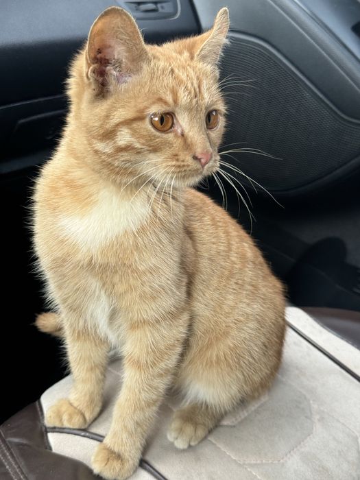 Кошка девочка очень умная 4 месяца