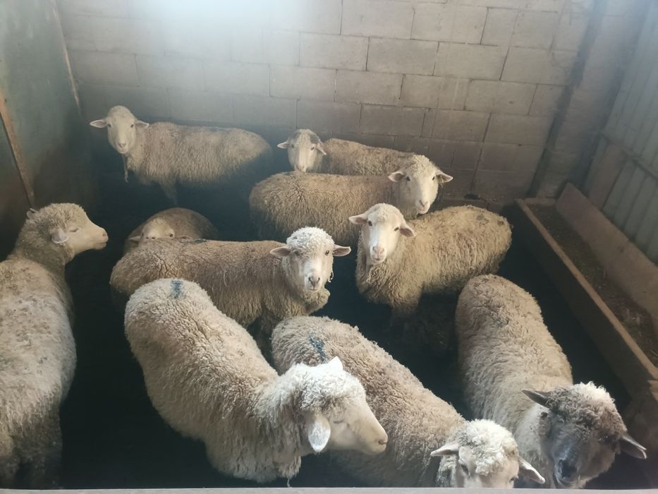 Койлар сатылад семиз