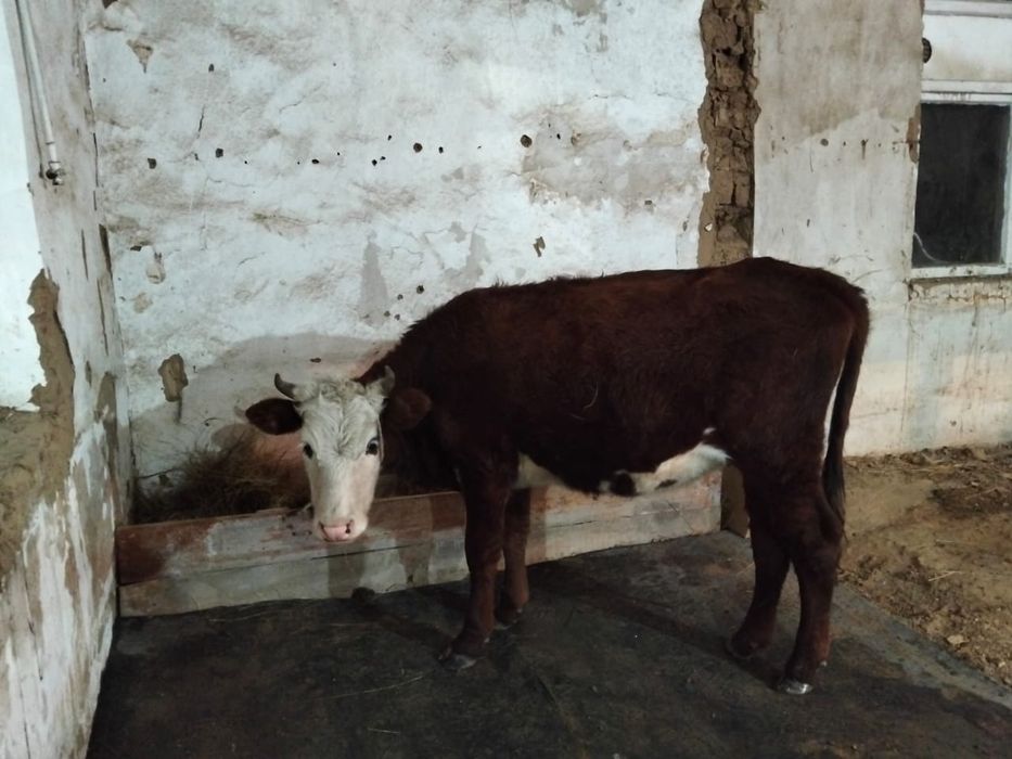 1,5ка кашар сатылады. Калада тур.