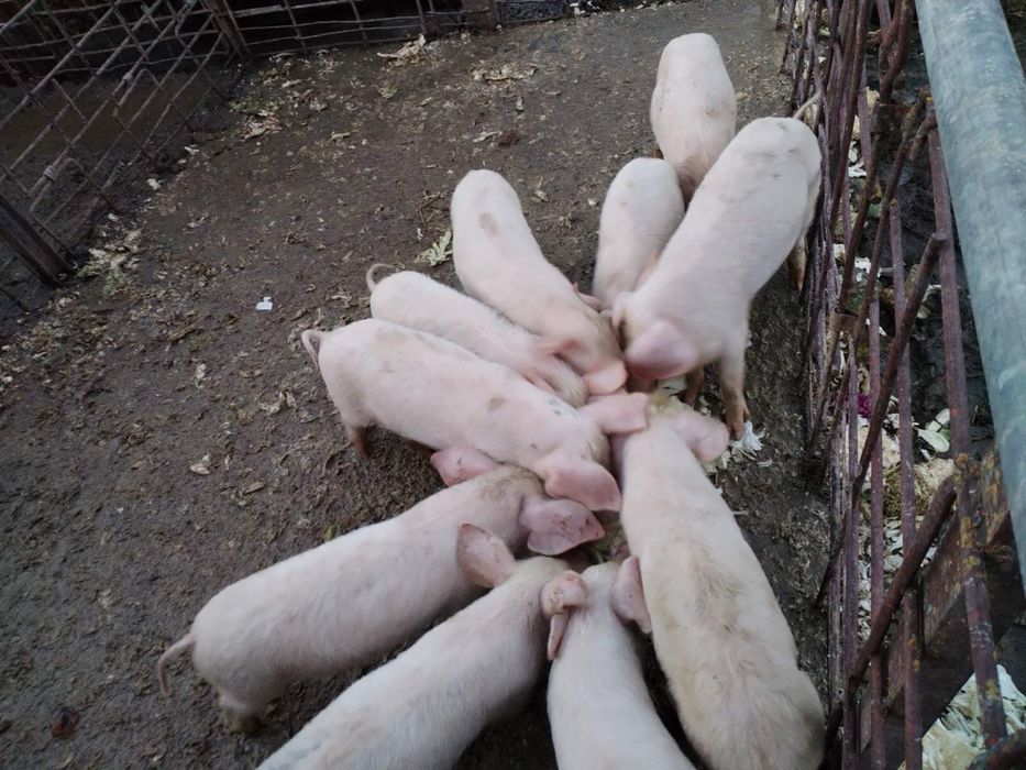 Продавам прасета