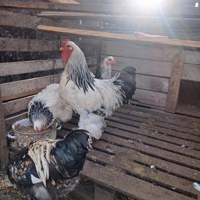 Brahma, Wyandotte, Alustrop