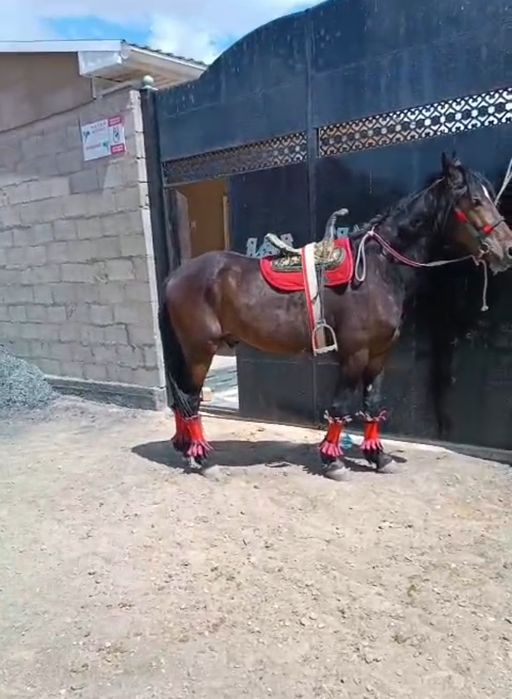 Дөнең бас біледі Полтарашка бұқаларға Малдарға айырбас