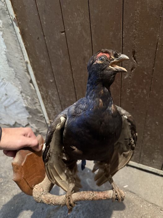 Продавам препариран глухар