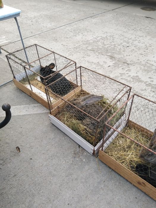 Iepuri de rasa uriaș gri german și haicon francez