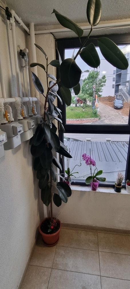 Vand planta camera Ficus