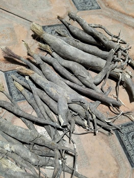 Саженцы Ферулы 3года