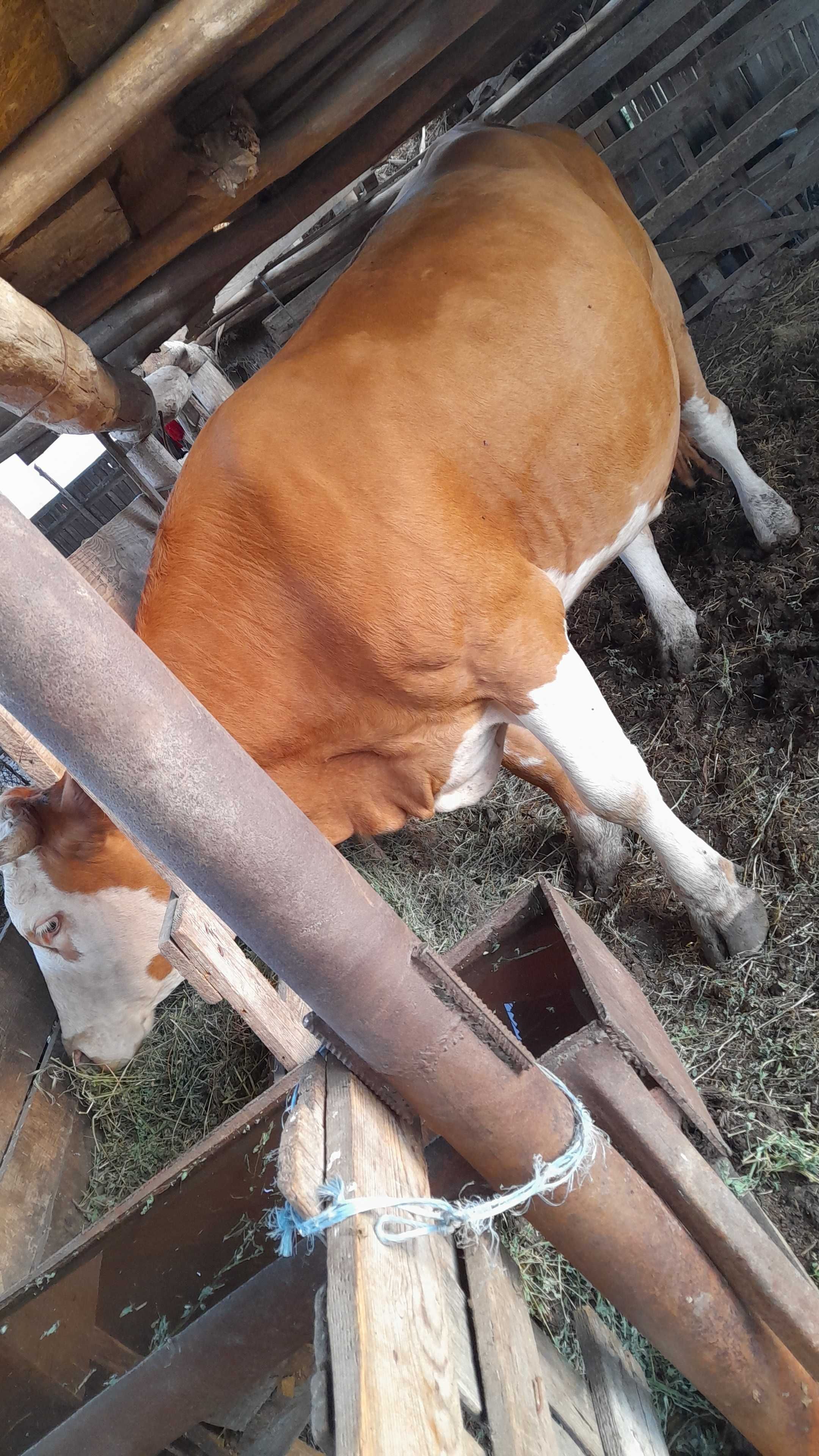 Vând vacă fătată a doua oara cu vițea de 5zile